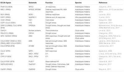 Roles of E3 Ubiquitin-Ligases in Nuclear Protein Homeostasis during Plant Stress Responses